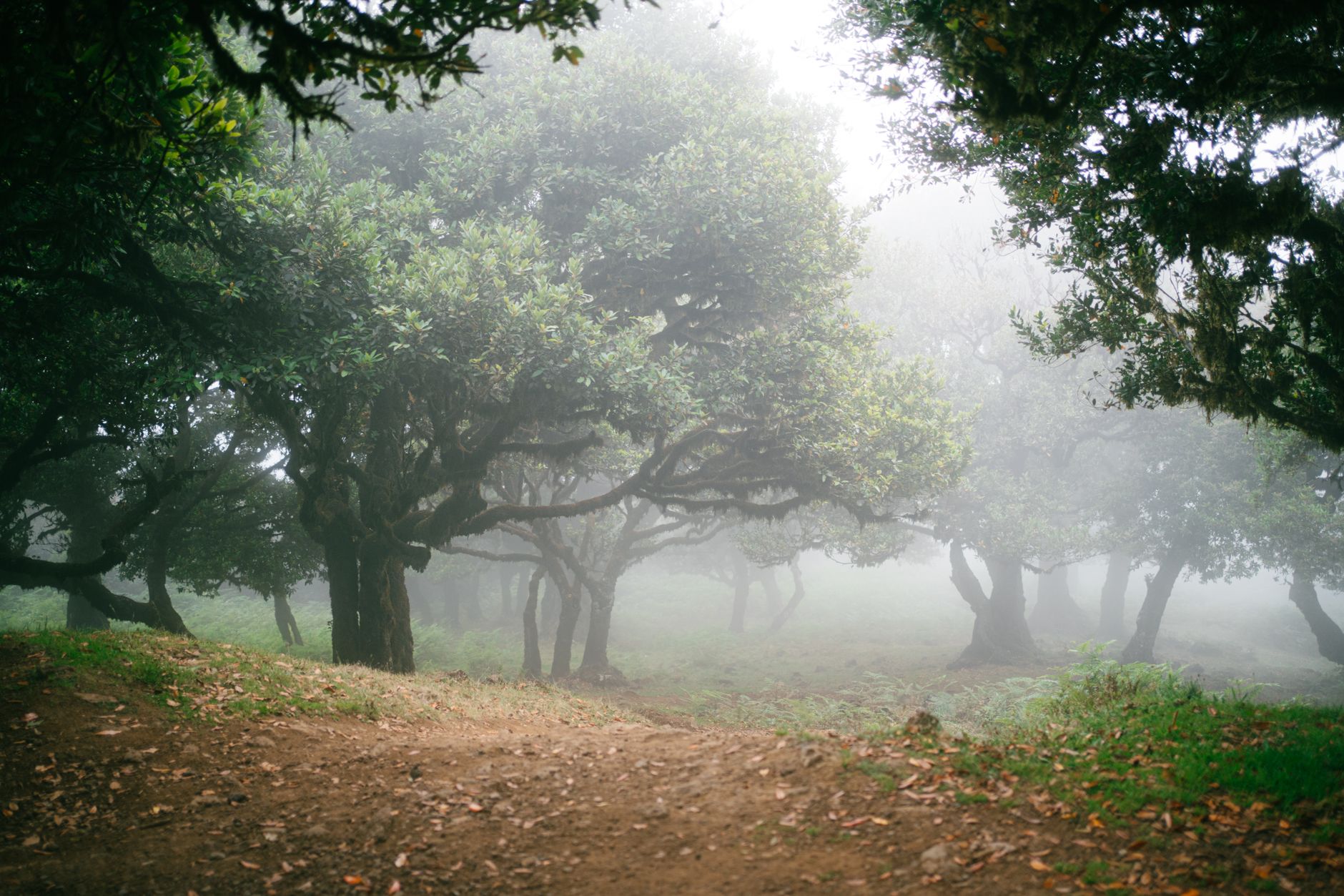 Yakushima et Tollymore, deux forêts avant d’être des décors de cinéma