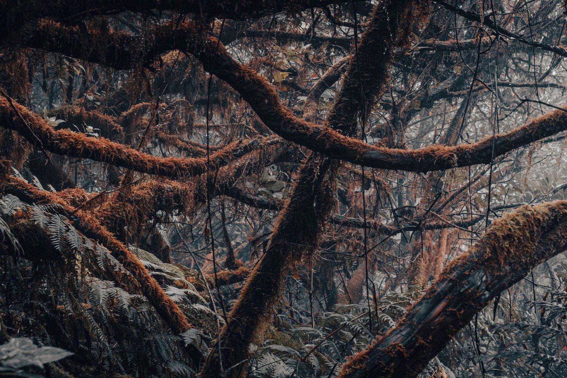 Branches d’arbres sinueuses et couvertes de mousse au cœur d’une forêt humide et dense.